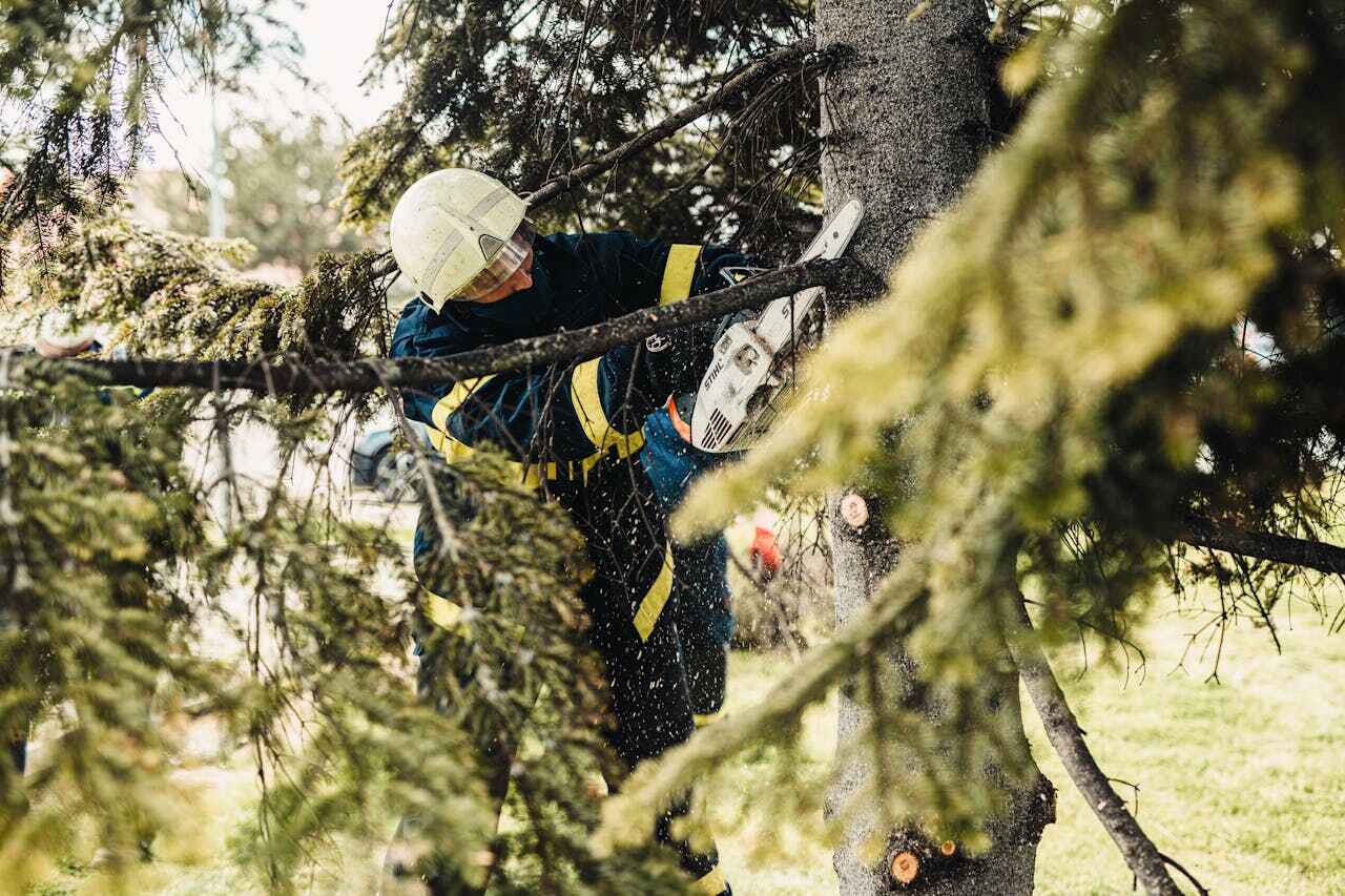 Best Arborist Services Near Me  in Bardmoor, FL